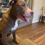 Benjamin Kappes - @hendersonalan44hoosier - Instagram