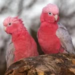Benjamin Keating - @bennysbirdworld - Instagram