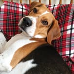 Benjamin Keith - @thebrilliantbeagle - Instagram