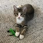 Benjamin - @sir.benjamin.kitten - Instagram