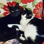 Benjamin and Ernie - @benjaminkittenandernie - Instagram