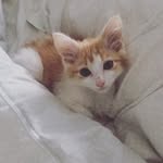 Benjamin Britten the Kitten - @benjamin_kitten - Instagram