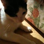 Benjamin Cat - @benjamin_kitty - Instagram