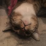 Benjamin Kitties - @benjaminkitties - Instagram