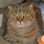Ирина - @benjamin_kitty_cat - Instagram