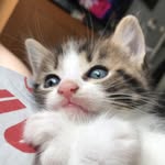 @benjamin_kittycat - Instagram