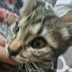 Benji - @benjamin_kittenben10 - Instagram