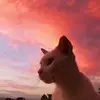 Benjamin Landa - @benja.c0 - TikTok