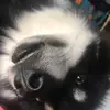 Ben lattanzio - @benlattanzio3 - TikTok