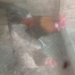 Benjamin Lâzårö - @benjaminlazaro5 - Instagram