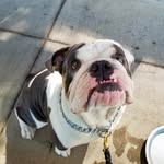 Benjamin Bubbles Leopold III - @_benny_the_bulldog_ - Instagram