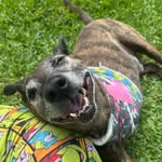 Benjamin Leopold Button - @benji_thetripawd - Instagram