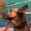 leopoldbenjamin7 - @leopoldbenjamin7 - TikTok