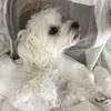 Benjamin.Bear.London - @benjamin.bear.london - TikTok