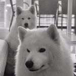 Lili & Benji - @london_benjamin - Instagram
