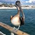 Ben McCall - Facebook