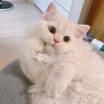 Benjamin McGee - @cats_and_dogs_home_usa - Instagram