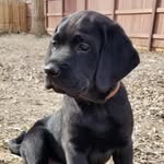 Benjamin Franklin McRae - @benjamintheblacklab - Instagram