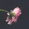 Benjamin Newman - @t869784xj47 - TikTok