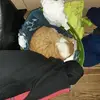 benjaminpfeifer64 - @benjaminpfeifer64 - TikTok