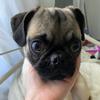 Benjamin the pug - @benjaminpugsley - TikTok