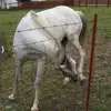 Lady horses - @benjaminputman4 - TikTok