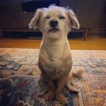 benjamin cho radtke - @benji_cho - Instagram