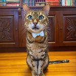 Benjamin Aura Rainbow - @benji_bengal_cat - Instagram
