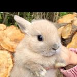 Benjamin🐰Bambi@RainbowBridge🐰 - @dat_kawaii_bunny - Instagram
