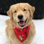 Benjamin Ralphie - @benjamin_ralphie - Instagram