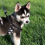 Rambo Benjamin - @rambobenjamin_pomsky - Instagram