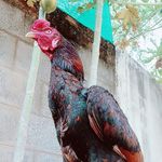 Rambo Benjamin - @rambo.benjamin - Instagram