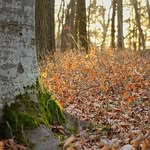 benjamin - @benjamin.ramezani37514 - Instagram