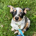 Benjamin Reilly - @benreillythedog - Instagram