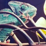 Benjamin reilly chase - @bens__animals_10 - Instagram