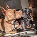 @benjamin.and.remington - Instagram