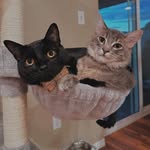 Benjamin and Remington - @bennyandremi - Instagram