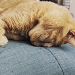 Remington and Benjamin - @remingtonandbenjamin - Instagram