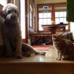Benjamin Mark Rizzo - @br38552001 - Instagram
