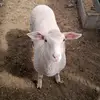 benjaaa.craak - @benjamin.rocco.herrera - TikTok