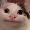 Benjamin Sauer598 - @benjaminsauer598 - TikTok