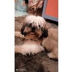 𝔹𝕖𝕟𝕛𝕒𝕞𝕚𝕟 𝕊𝕙𝕚𝕙-𝕥𝕫𝕦🐕🦴 - @benjamiin_shiihtzu - Instagram