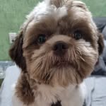 Ben - @benjamin.shih.tzu - Instagram