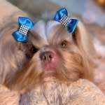 BENJAMIN. - @shihtzu.benjamin - Instagram