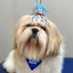 Benjamin 💙🐶 - @benjamin_shihtzu019 - Instagram