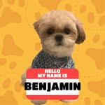 Benjamin 🐶 - @benjaminelshihtzu - Instagram