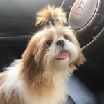 Benjamin  🐾💙 - @benjamin_shihtzu9 - Instagram