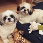 Benjamin & Finn The Shih Tzus - @benjamin.bear6 - Instagram
