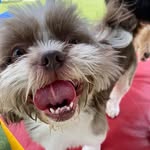 Benjamin Alston - @benjamin_shih_tzu - Instagram