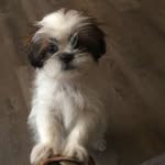 Benjamin "Benny" the Shih Tzu🎈 - @benjibean17 - Instagram